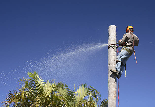 Best Tree Preservation Services  in Esparto, CA