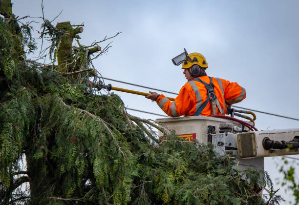 Best Tree and Shrub Care  in Esparto, CA