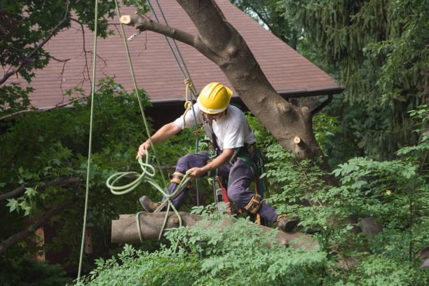 How Our Tree Care Process Works  in  Esparto, CA