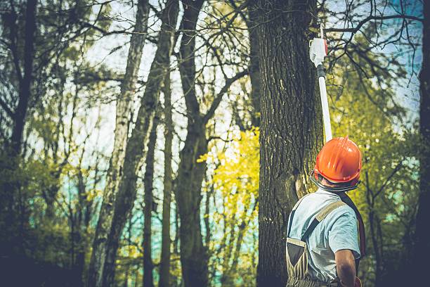  Esparto, CA Tree Care Pros