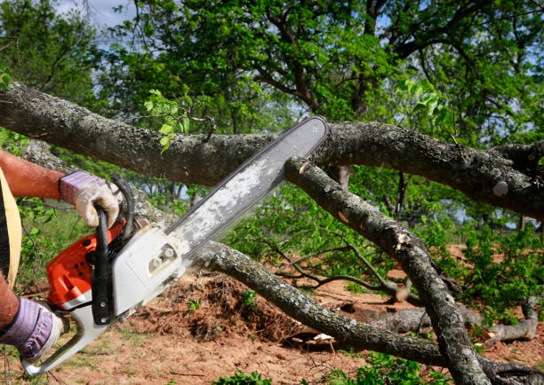 Professional Tree Care in Esparto, CA